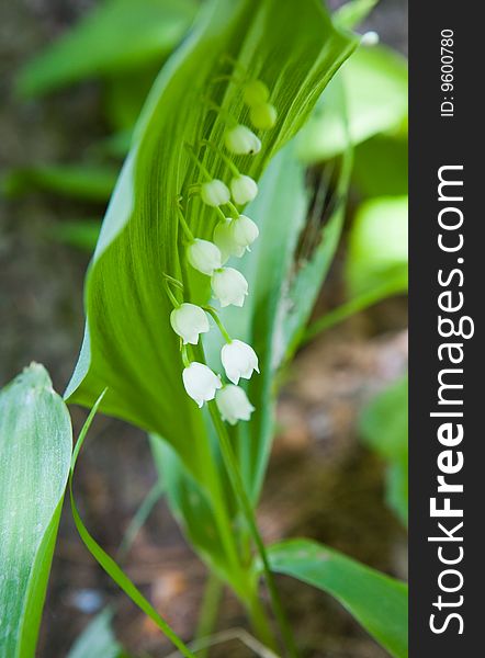 Aromatic lily of the valley