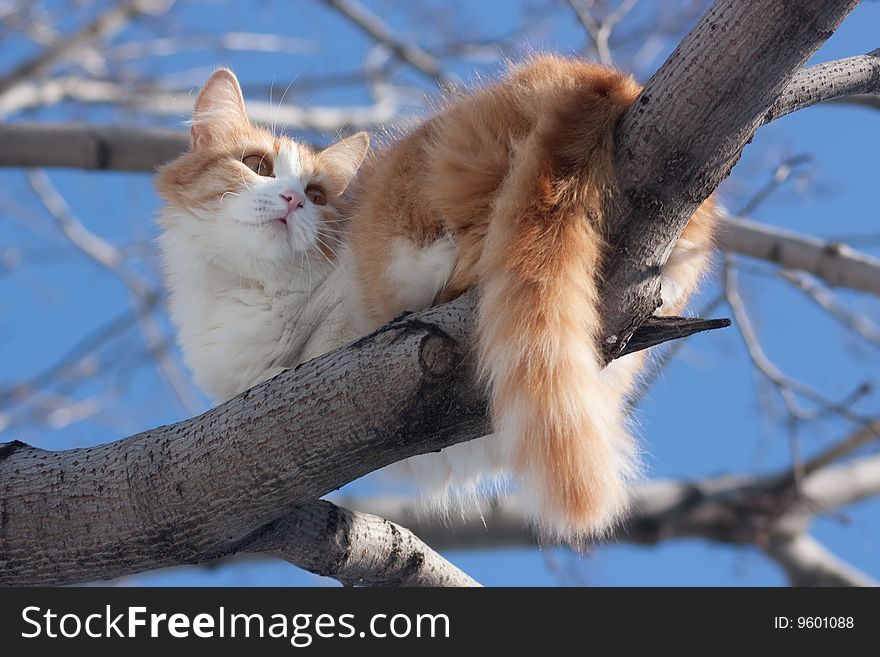Cat On Tree