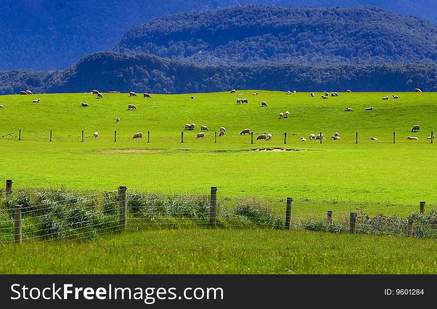 Sheep flock in spring new Zealand. Sheep flock in spring new Zealand