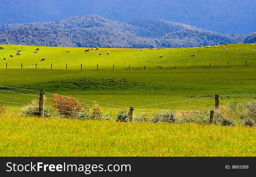 Sheep Flock New Zealand