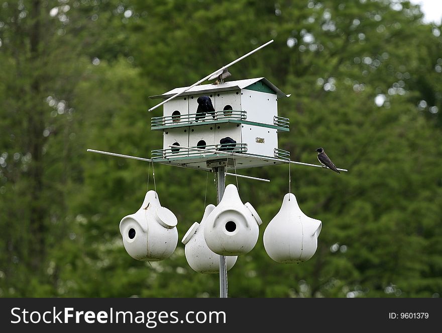 This was in a park near Philadelphia in summer of 2009. The beautiful houses are prepared for birds. This was in a park near Philadelphia in summer of 2009. The beautiful houses are prepared for birds.