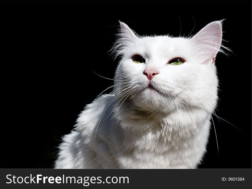 A white cat isolated isolated on black background