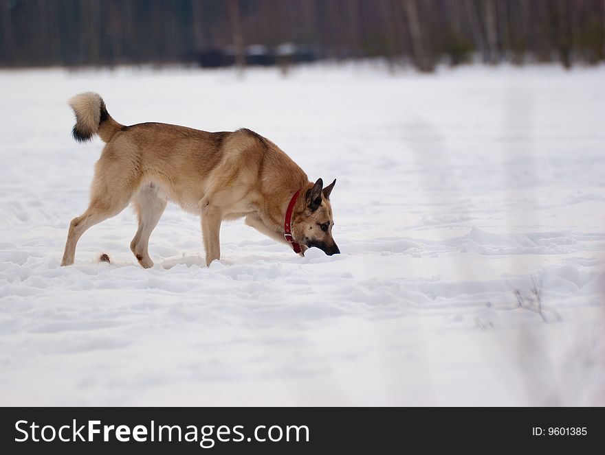 West Siberian Laika running in winter forest. West Siberian Laika running in winter forest