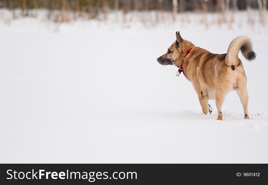 West Siberian Laika hunting in winter forest