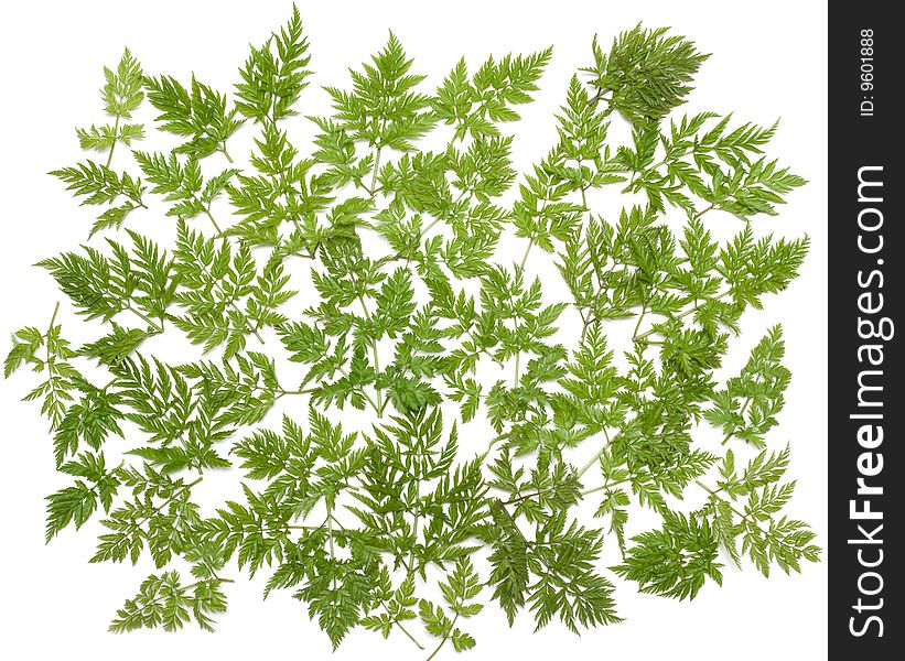 Green herb on white background, invoice, branches