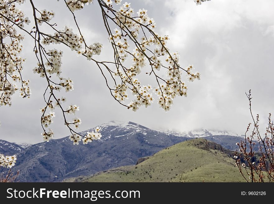 Abloom branch of apricot tree and mountains.
