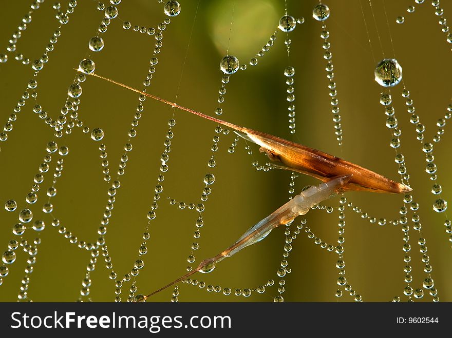 Morning spiderweb with water drops