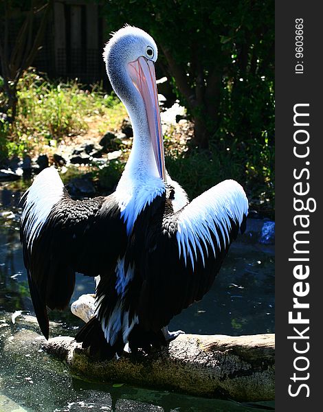 Pelican drying it's feather with beak