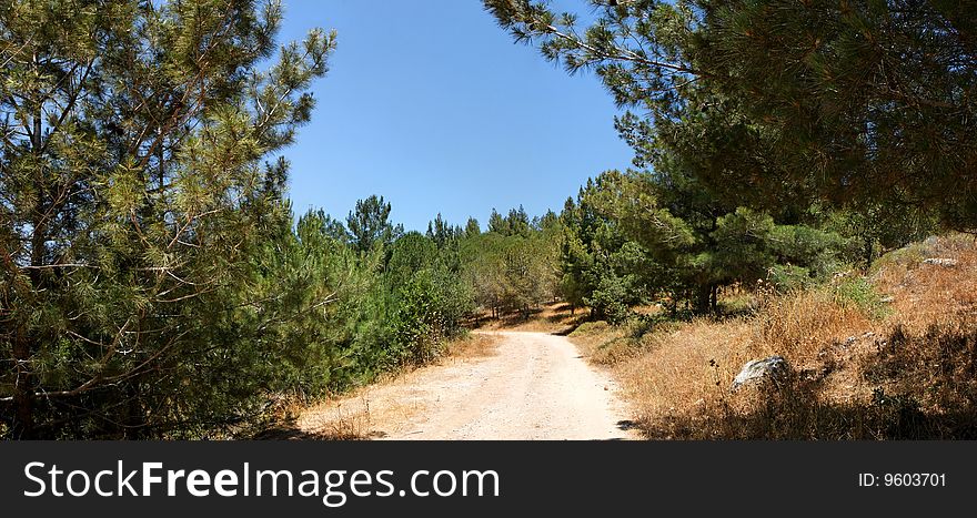 Hiking Trail Among The Pine Trees