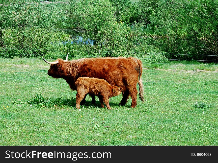 Young calf eating mothers milk