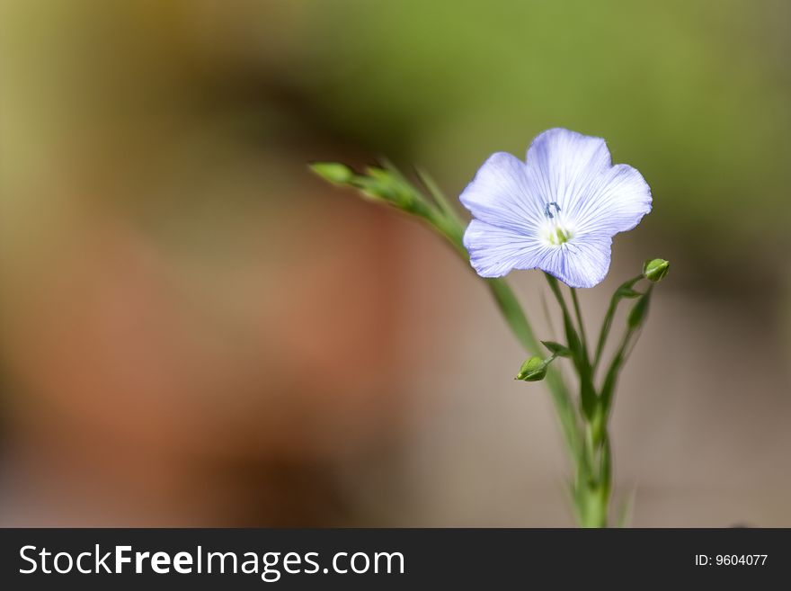 Close up of a violet in an english garden. Close up of a violet in an english garden