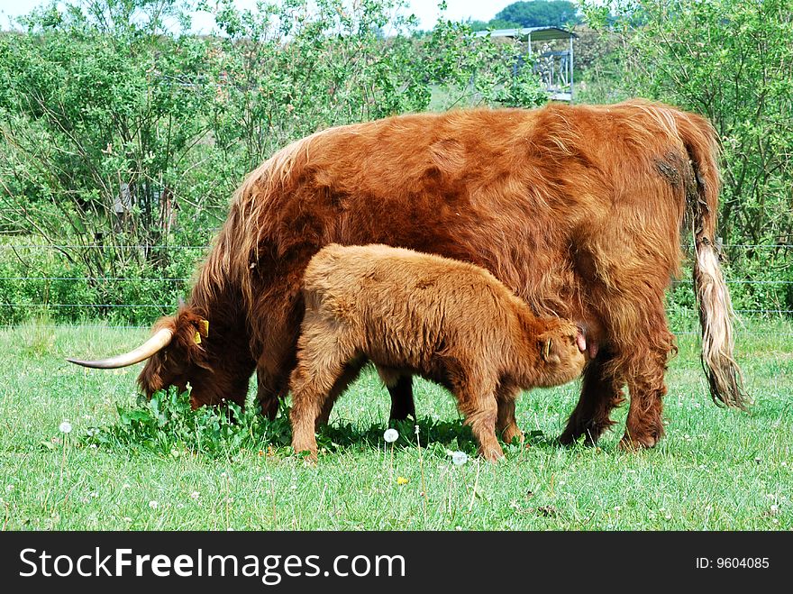 Young Calf Eating