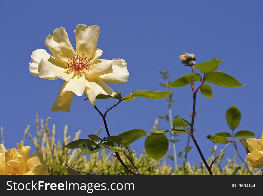 Yellow rose on a blue sky