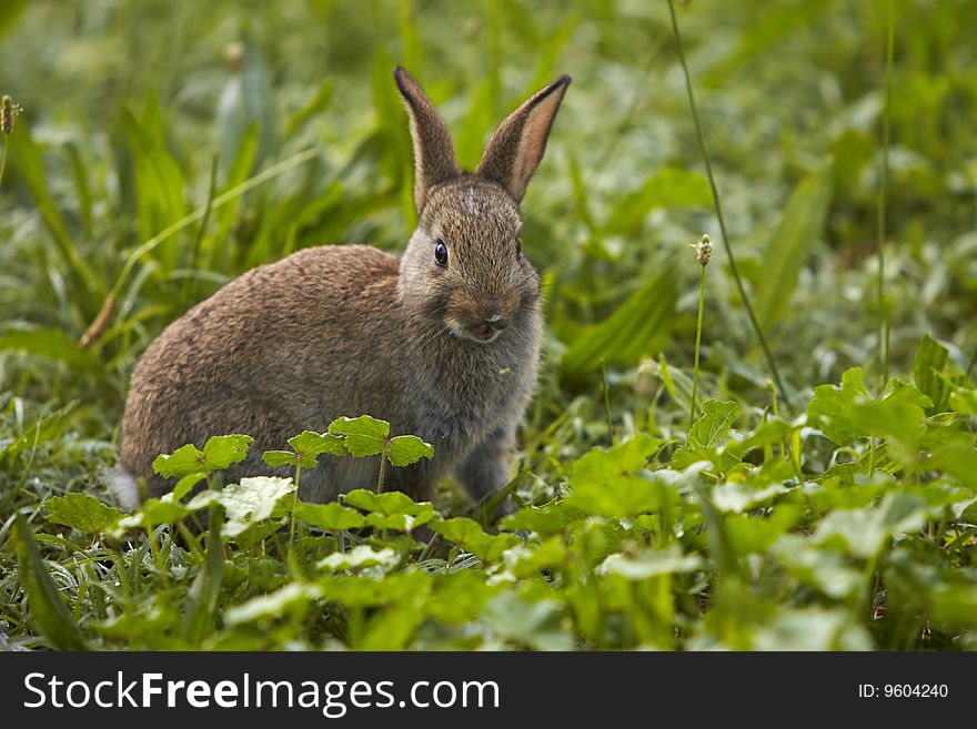 Rabbit after eating grass with open mouth from serie Rabbit eat a morning grass foto4. Rabbit after eating grass with open mouth from serie Rabbit eat a morning grass foto4