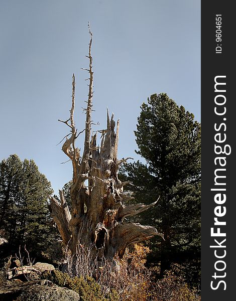 The greater stone broken cedar, yellow bush, wood. The greater stone broken cedar, yellow bush, wood.