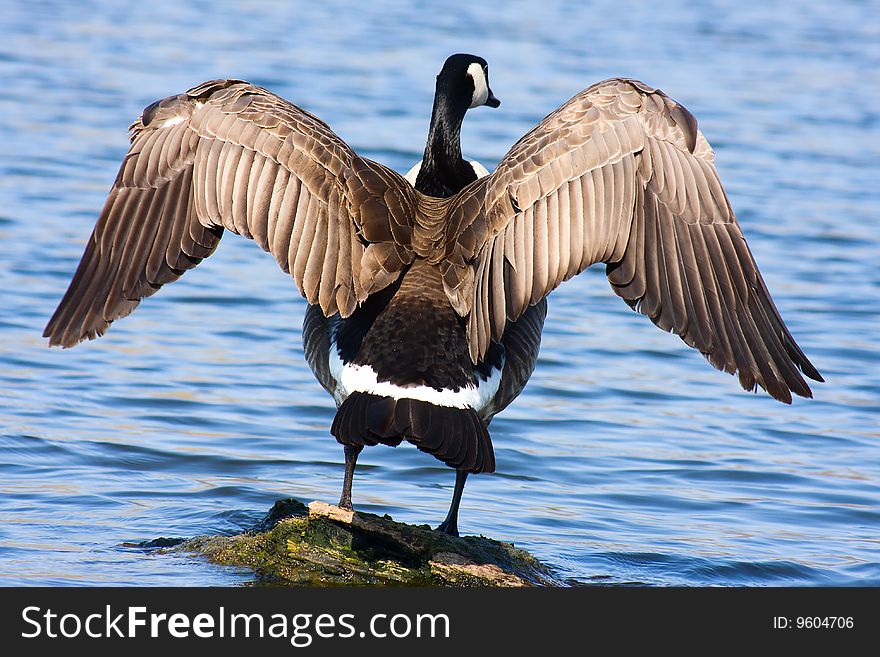 Canadian Goose sunning himself on a floating log. Canadian Goose sunning himself on a floating log.