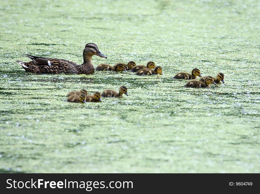 Mother Mallard and ducklings out for a swim. Mother Mallard and ducklings out for a swim.