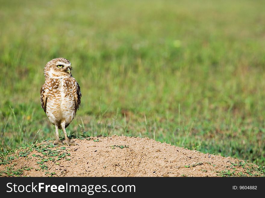 Photo of the owl standing on the ground