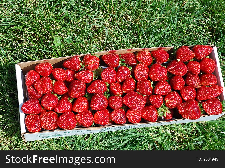 Red and green. A strawberry in the extended box near to a grass. Red and green. A strawberry in the extended box near to a grass.