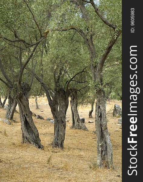 Tree olive tree at the field. Tree olive tree at the field