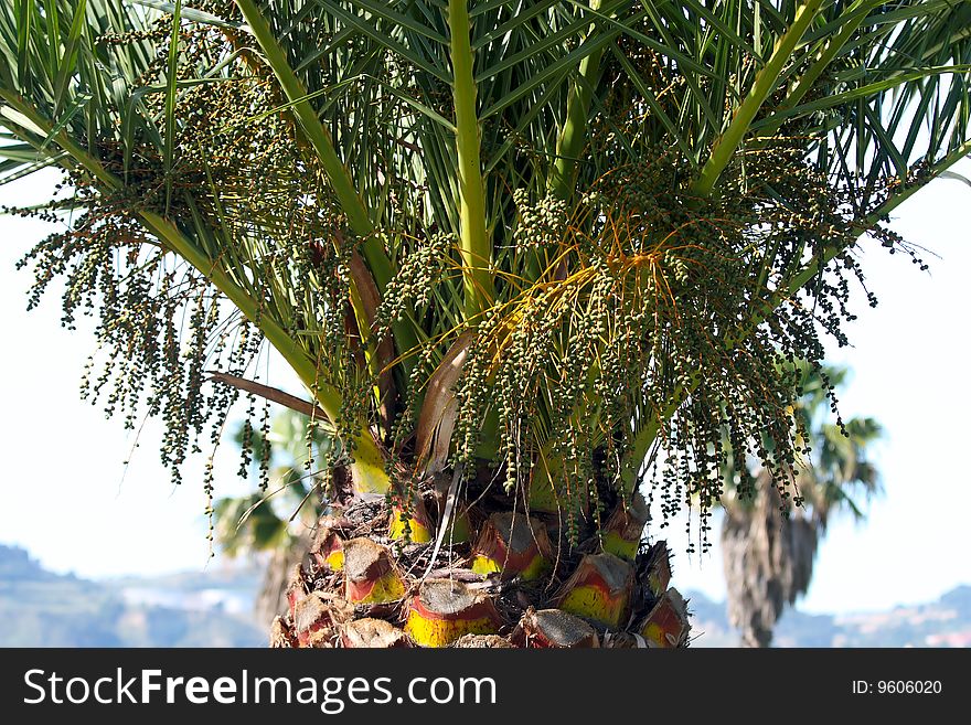 Detail of tropical palm tree leafs and coconuts. Detail of tropical palm tree leafs and coconuts.