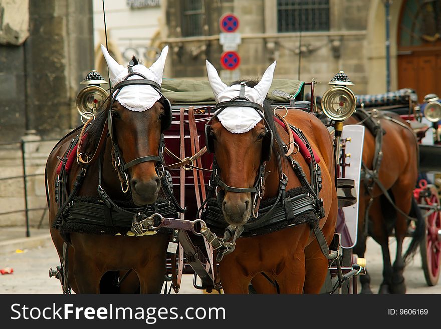 Brown horses with harness and coach on a street. Brown horses with harness and coach on a street