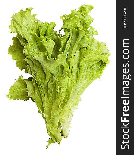 Close-up of fresh lettuce in isolated white background