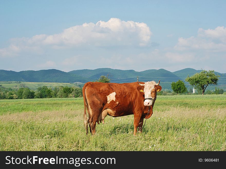 Beautiful landscape with a cow at the ranch
