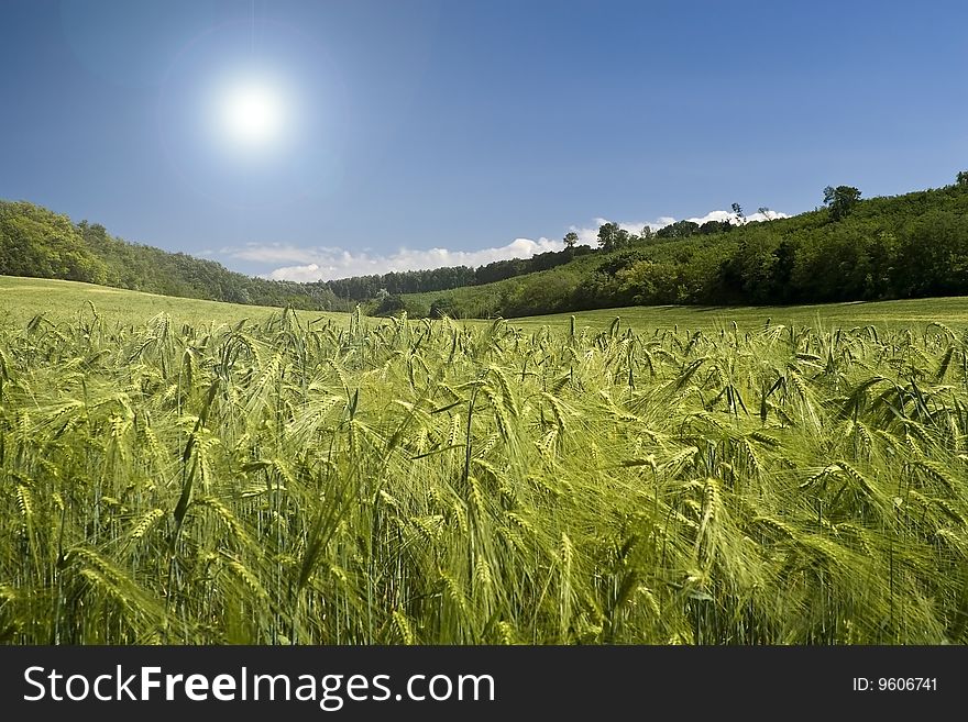 Wheat field and blue sky.