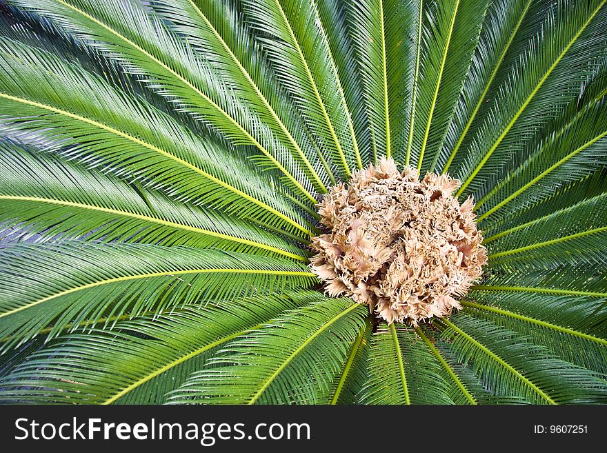 Fruiting centre of a South African cycad - landscape exterior