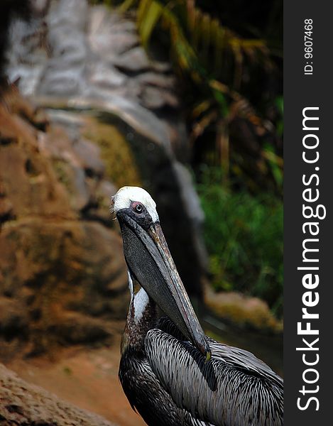 A pelican, staring over his shoulder.