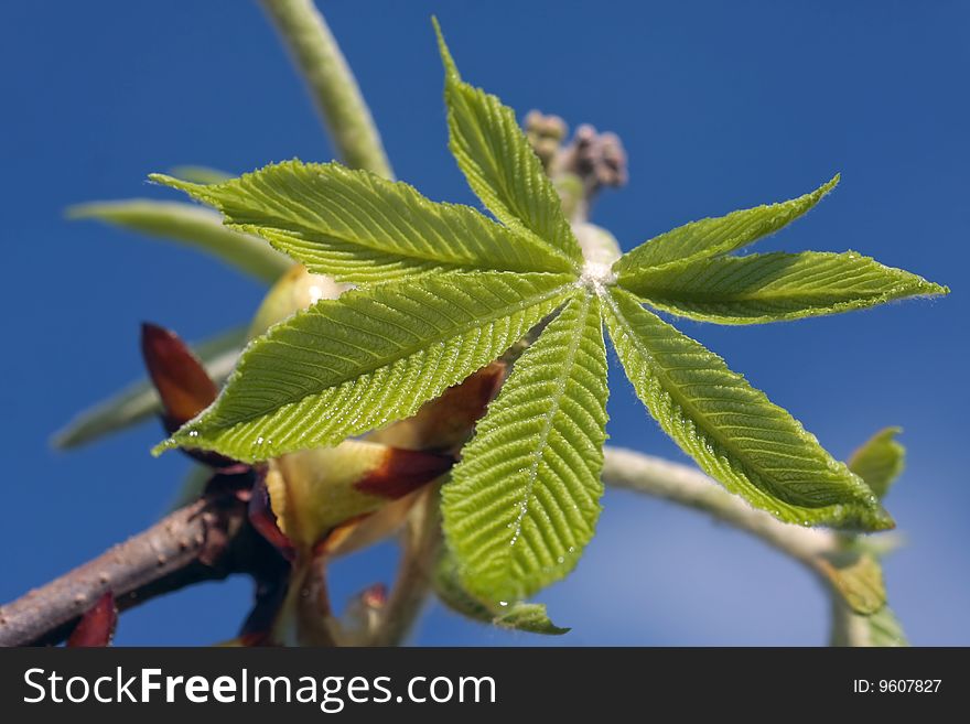 Fresh tree leaves closeup opening in early spring. Fresh tree leaves closeup opening in early spring