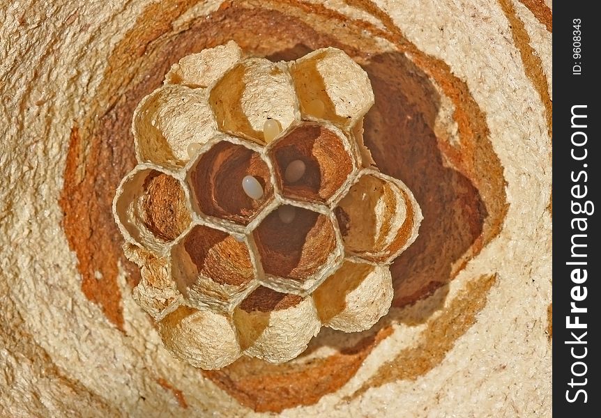 The hornet has started to create a nest in the thrown beehive. In cells it is visible eggs. The hornet has started to create a nest in the thrown beehive. In cells it is visible eggs.