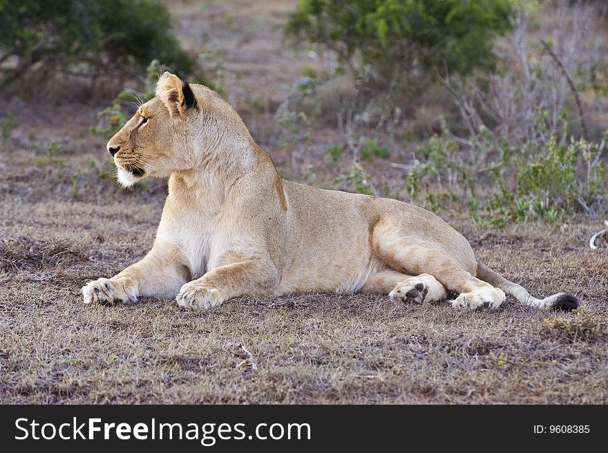 The Lioness watches the antelope approach the river. The Lioness watches the antelope approach the river