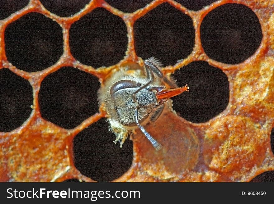 The bee destroyed wax also leaves from the cell on a framework. The bee destroyed wax also leaves from the cell on a framework.