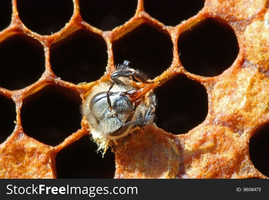 The bee has destroyed wax also leaves from the cell on a framework. The bee has destroyed wax also leaves from the cell on a framework.