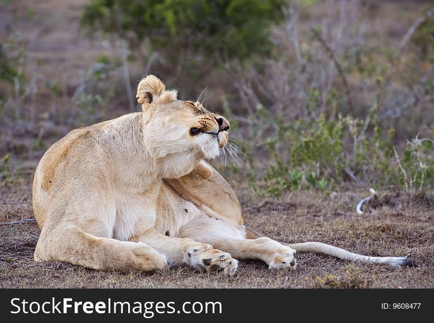 A lazy Lioness Scratches an itch
