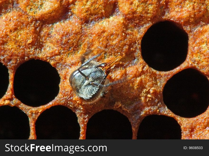 The bee leaves a cell. For this purpose it has independently destroyed wax. The bee leaves a cell. For this purpose it has independently destroyed wax.