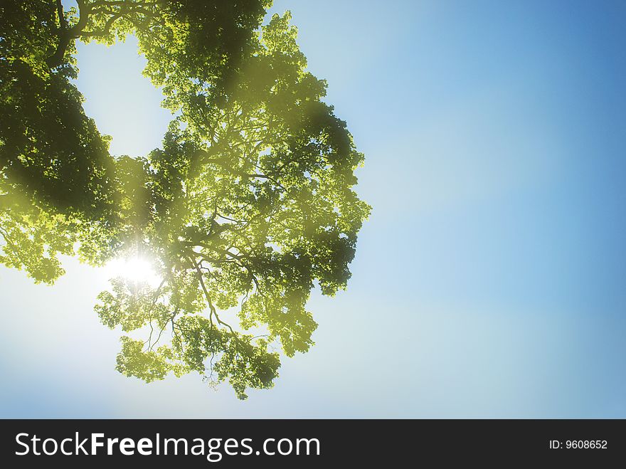 Rays of light from behind the tree