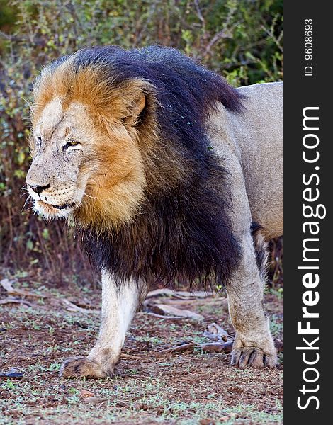 The Head of a magnificent African male Lion. The Head of a magnificent African male Lion