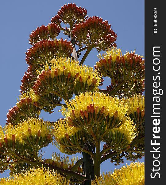 Agave plant flowers