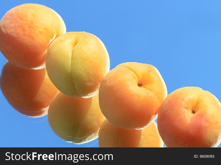 Row of apricots isolated on blue background