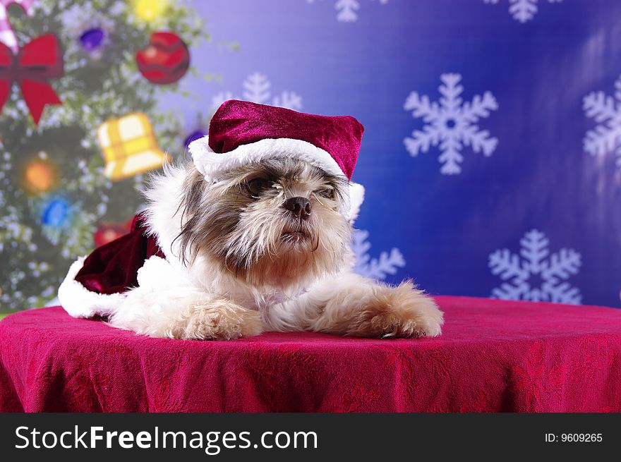 A puppy in a Santa suit with a Christmas themed backdrop. A puppy in a Santa suit with a Christmas themed backdrop.