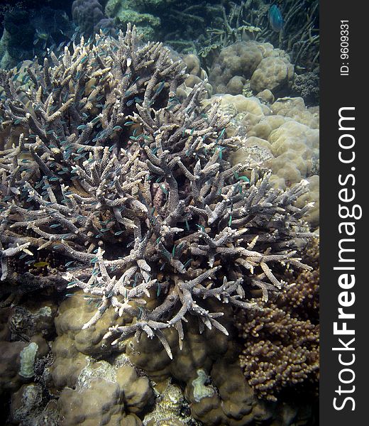 Small Green Fish in Coral Reef