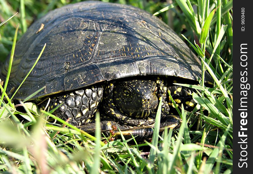 A tortoise creeps on a grass
