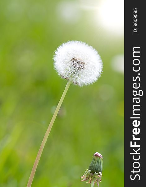 Dandelion on a green background .