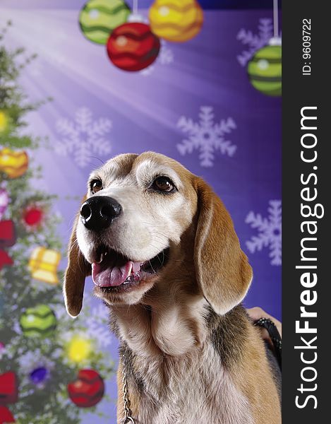 A Beagle on a Christmas themed background that seems to be shined upon by a heavenly light. A Beagle on a Christmas themed background that seems to be shined upon by a heavenly light.