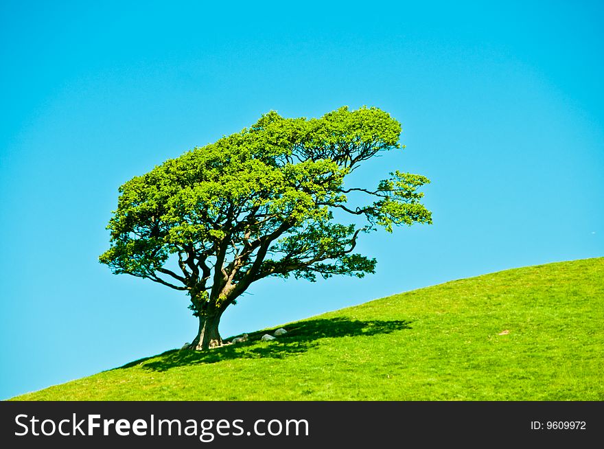 Tree on hill side with blue sky and green grass