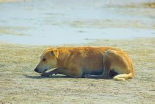 Stray Dog Hanging Around On The Beach Enjoying The Water Royalty Free Stock Photography