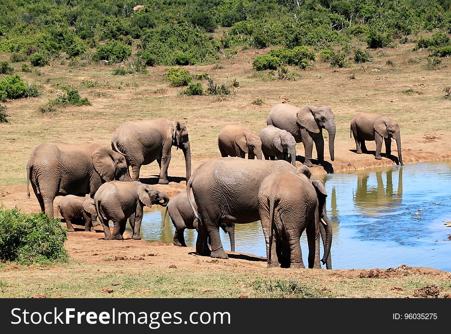 Elephant, Elephants And Mammoths, Wildlife, Terrestrial Animal